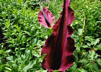 W łańcuckim zamku zakwitła lilia, która przyciąga owady zapachem zgniłego mięsa