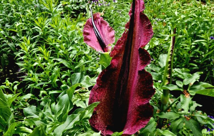 W łańcuckim zamku zakwitła lilia, która przyciąga owady zapachem zgniłego mięsa