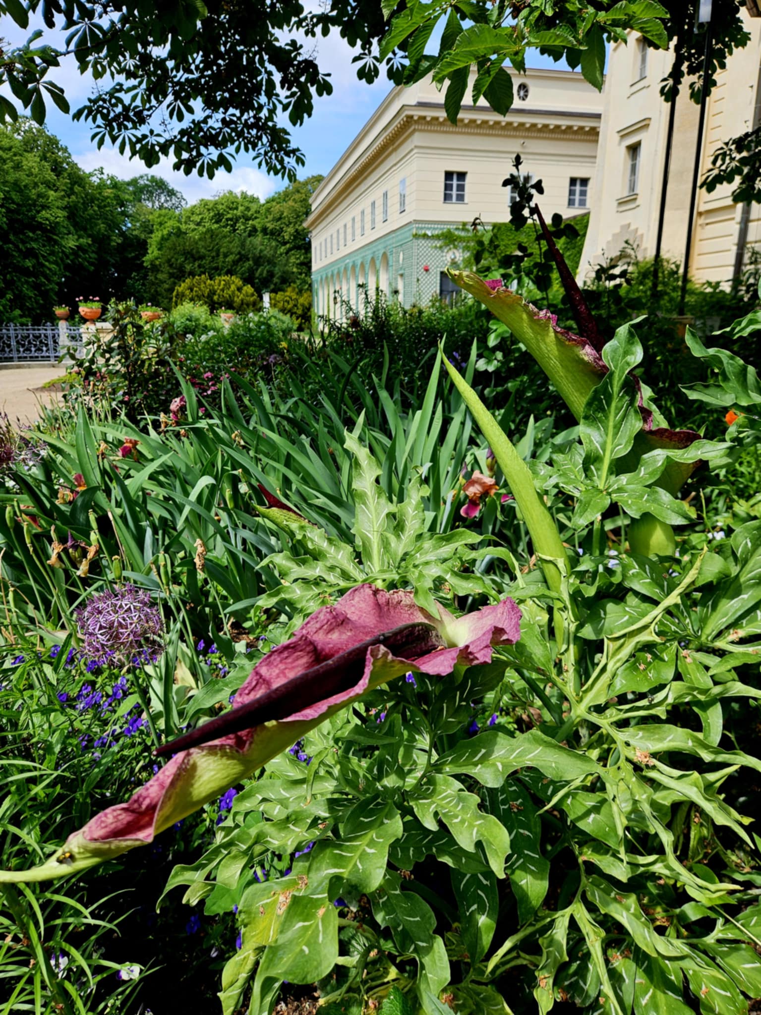 W łańcuckim zamku zakwitła lilia, która przyciąga owady zapachem zgniłego mięsa - Polskie Radio Rzeszów