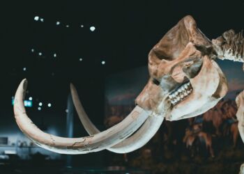 Szczątki mamuta na budowie drogi ekspresowej w pobliżu Zamościa