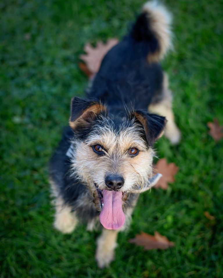 Jak przygotować pupila na wakacyjną rozłąkę? Ekspertka radzi, jak zadbać o komfort psa i kota - Polskie Radio Rzeszów