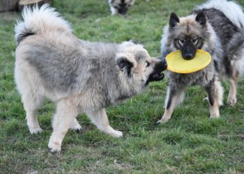 Na cztery łapy. Fakty i mity klatek kennelowych