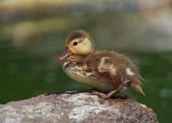 Dlaczego pomocą można zaszkodzić?