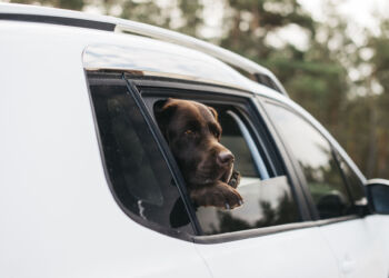 Jak chronić psy i koty przed upałem? Ekspertka radzi