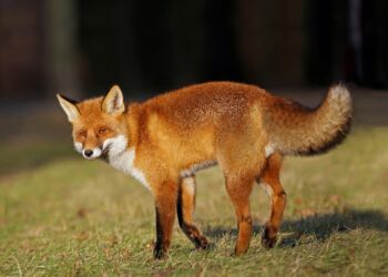 Na Podkarpaciu rusza dodatkowa akcja szczepienia lisów przeciwko wściekliźnie