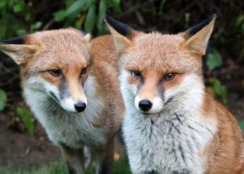 Dodatkowe szczepienie lisów na Podkarpaciu