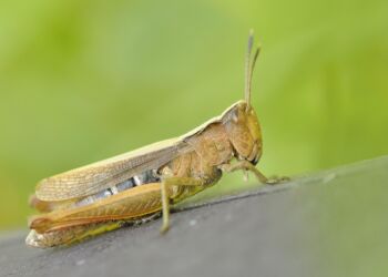 Jak brzmi nasyp kolejowy?