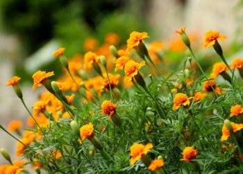 W Tarnobrzegu będzie bardziej kolorowo, m.in. za sprawą aksamitek