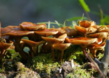 Władze Nowej Zelandii zezwoliły na medyczne zastosowanie grzybów halucynogennych