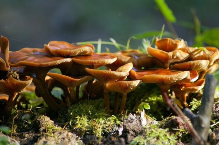Władze Nowej Zelandii zezwoliły na medyczne zastosowanie grzybów halucynogennych