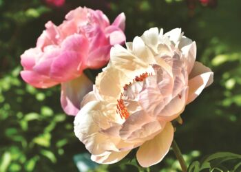 Zaglądamy kwiatkom w płatki – Co siać w czerwcu?