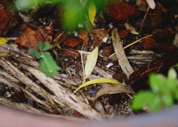 Jak zrobić kompostownik i zacząć ekologiczne kompostowanie? Porady eksperta