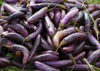 Oberżyna. Jak uprawiać ją w naszym klimacie?