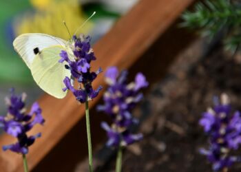 30 czerwca – Dzień Motyla Kapustnika