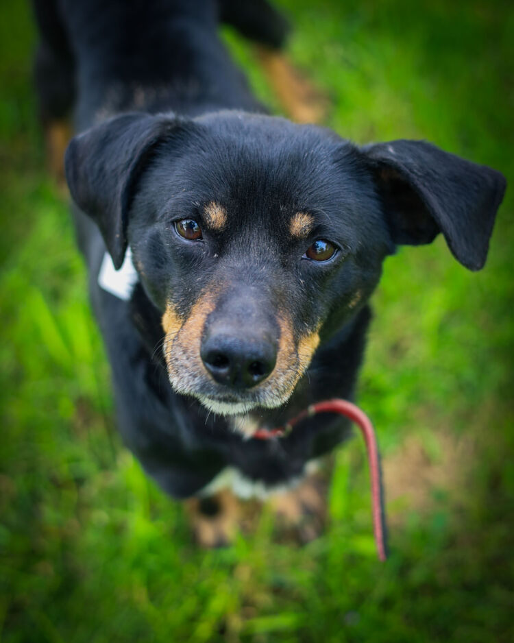 Jak przygotować czworonoga na&nbsp;narodziny dziecka?