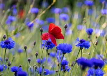 Dlaczego łąka łączy przyrodę i ludzi?
