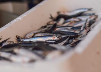 Jedząc więcej małych ryb, zyskamy więcej składników odżywczych