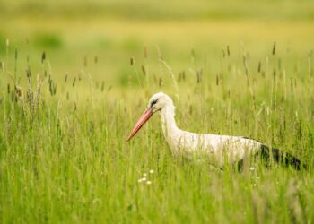 Do bocianów tęskno mi