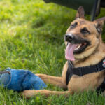 Czworonożni funkcjonariusze mają swoje święto 4 - Polskie Radio Rzeszów Czworonożni funkcjonariusze mają swoje święto - Polskie Radio Rzeszów