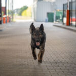 Czworonożni funkcjonariusze mają swoje święto 2 - Polskie Radio Rzeszów Czworonożni funkcjonariusze mają swoje święto - Polskie Radio Rzeszów