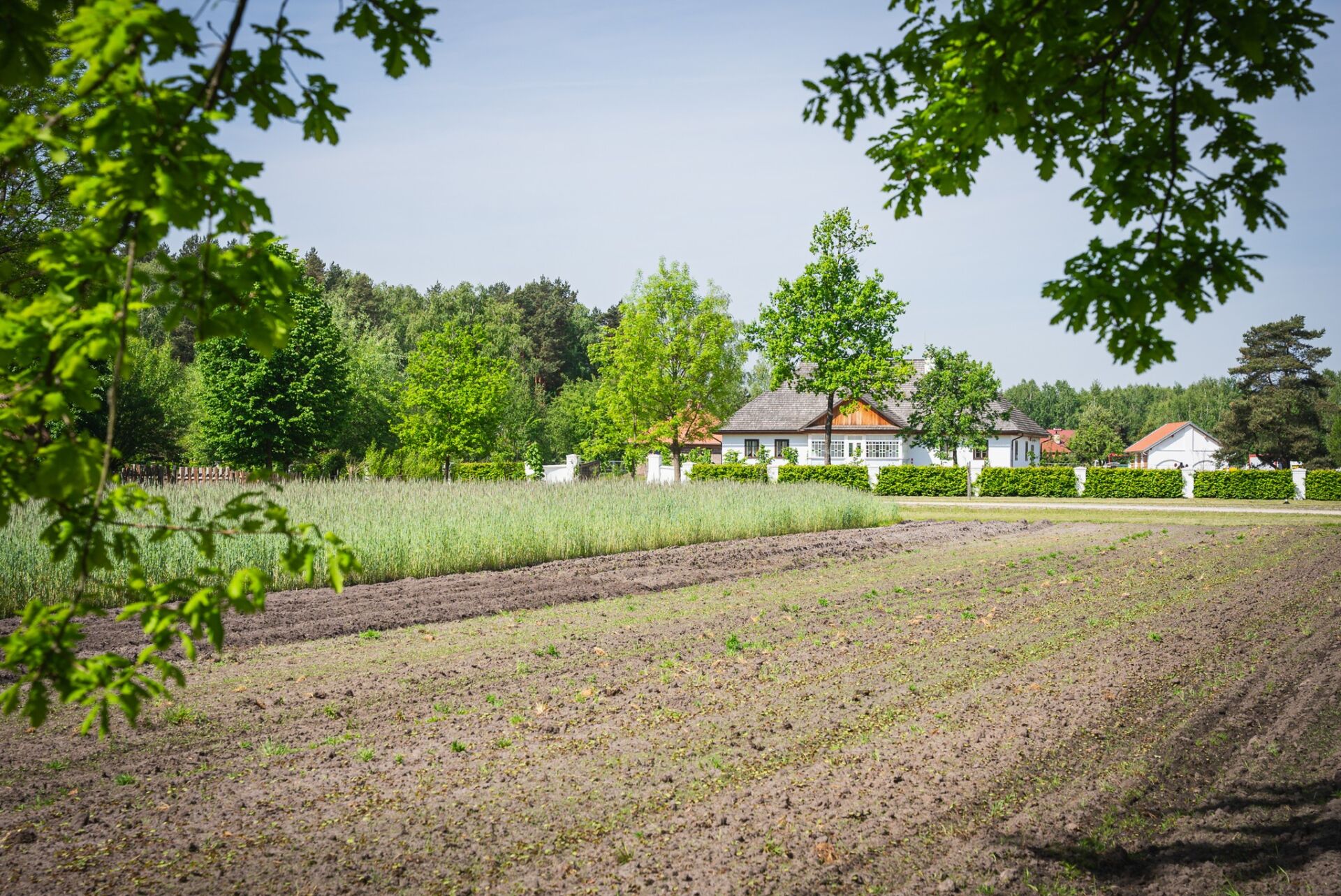 Młócenie cepami, kręcenie kiczek. Maraton z kulturą ludową w kolbuszowskim skansenie