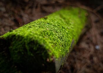 Nie takie zwykłe lasy