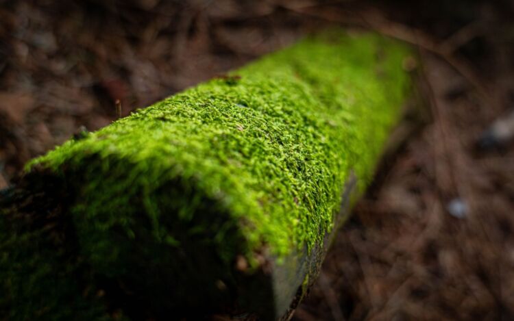 Nie takie zwykłe lasy