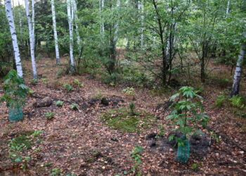 Policjanci zlikwidowali uprawę konopi w gminie Pysznica