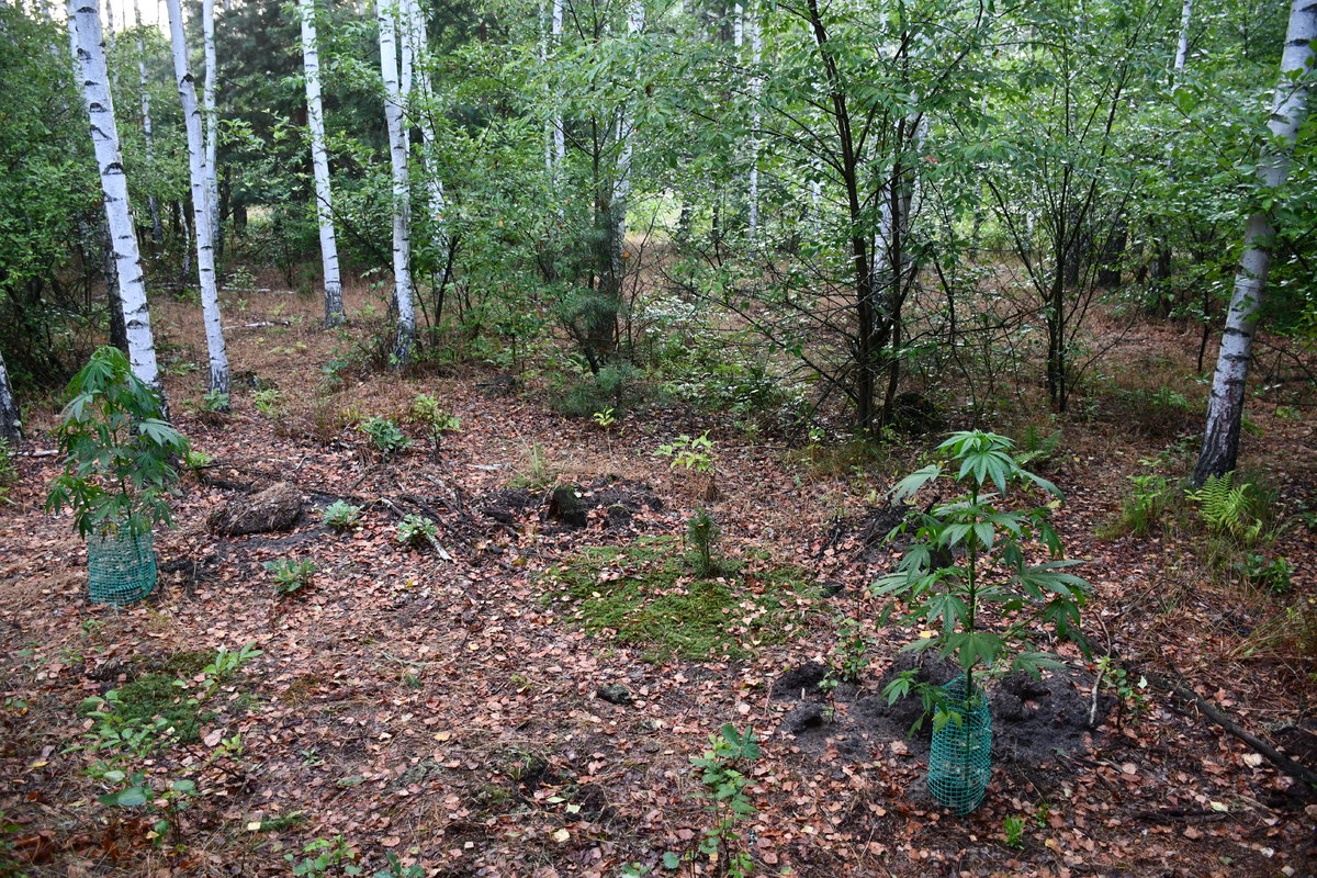 Policjanci zlikwidowali uprawę konopi w gminie Pysznica