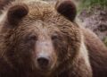 Fala krytyki po&nbsp;propozycji relokacji niedźwiedzi z&nbsp;Bieszczadów do&nbsp;Tatr