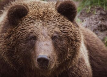 Fala krytyki po propozycji relokacji niedźwiedzi z Bieszczadów do Tatr