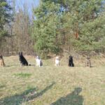 Cywilni ratownicy z psami. Jak działa STORAT z Rzeszowa? - Polskie Radio Rzeszów