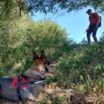 Cywilni ratownicy z psami. Jak działa STORAT z Rzeszowa? - Polskie Radio Rzeszów