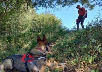 Cywilni ratownicy z psami. Jak działa STORAT z Rzeszowa?