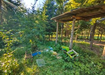 Niedźwiedzie w Bereżnicy Wyżnej. Mieszkańcy apelują o pomoc w odstraszeniu drapieżników [WIDEO]