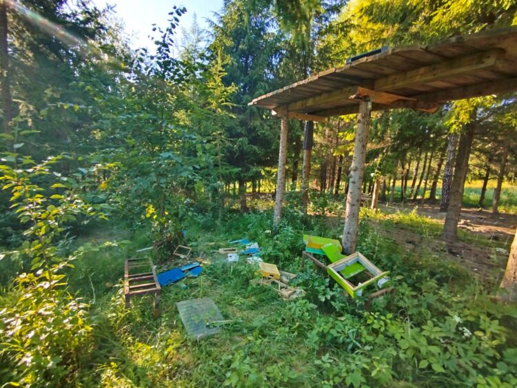 Niedźwiedzie w Bereżnicy Wyżnej. Mieszkańcy apelują o pomoc w odstraszeniu drapieżników [WIDEO]