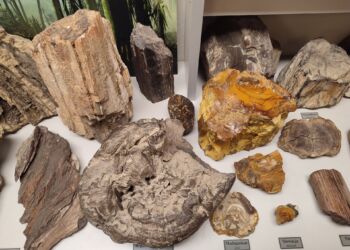 Gdzie Nogi Poniosą? Do Muzeum Skamieniałości i Minerałów w Dubiecku [ZDJĘCIA]