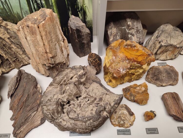 Gdzie Nogi Poniosą? Do Muzeum Skamieniałości i Minerałów w Dubiecku [ZDJĘCIA]