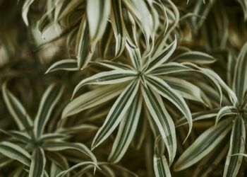 Jak zwalczyć szkodniki wełnowce na dracenie?