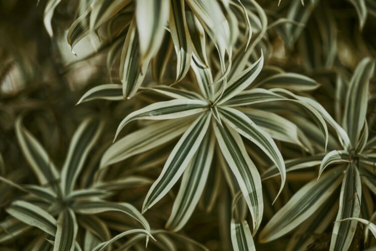 Jak zwalczyć szkodniki wełnowce na dracenie? 1 - Polskie Radio Rzeszów Jak zwalczyć szkodniki wełnowce na dracenie?