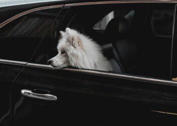 Policja o interwencjach wobec osób i zwierząt w samochodach