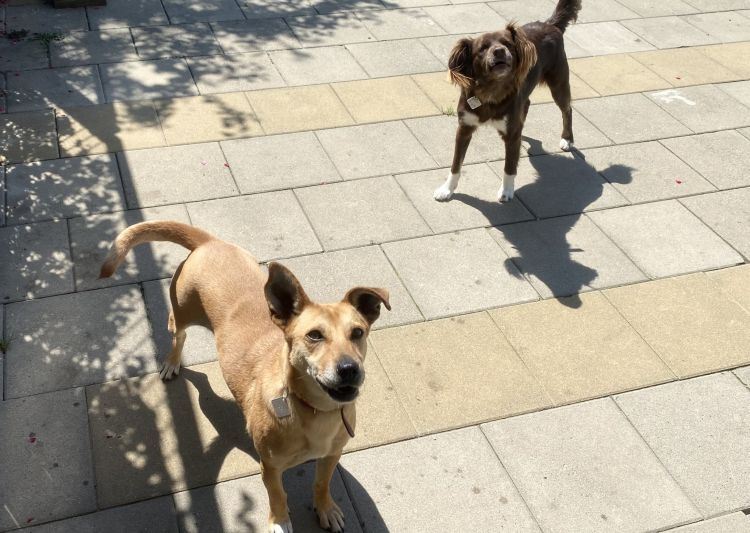 Porzucone na czas urlopu – coraz więcej zwierząt trafia do rzeszowskiego „Kundelka”