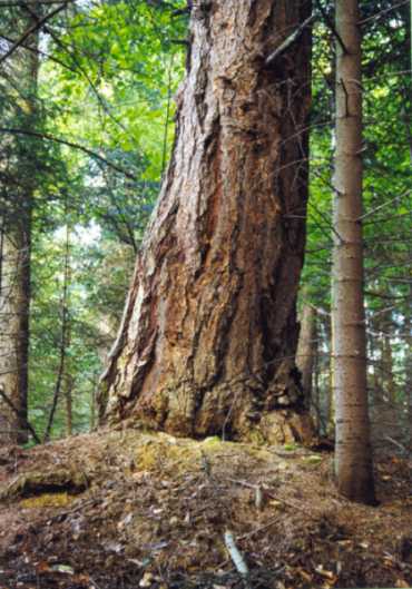 Nie takie zwykłe lasy - Polskie Radio Rzeszów