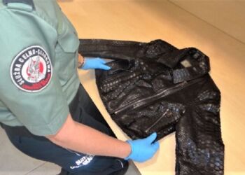 Skóra chronionego węża i 20 tys. dolarów w bagażu. Funkcjonariusze KAS udaremnili przemyt