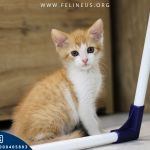 Psy służbowe w KAS Rzeszów. Jak wygląda praca czworonożnych funkcjonariuszy? 4 - Polskie Radio Rzeszów Psy służbowe w KAS Rzeszów. Jak wygląda praca czworonożnych funkcjonariuszy? - Polskie Radio Rzeszów