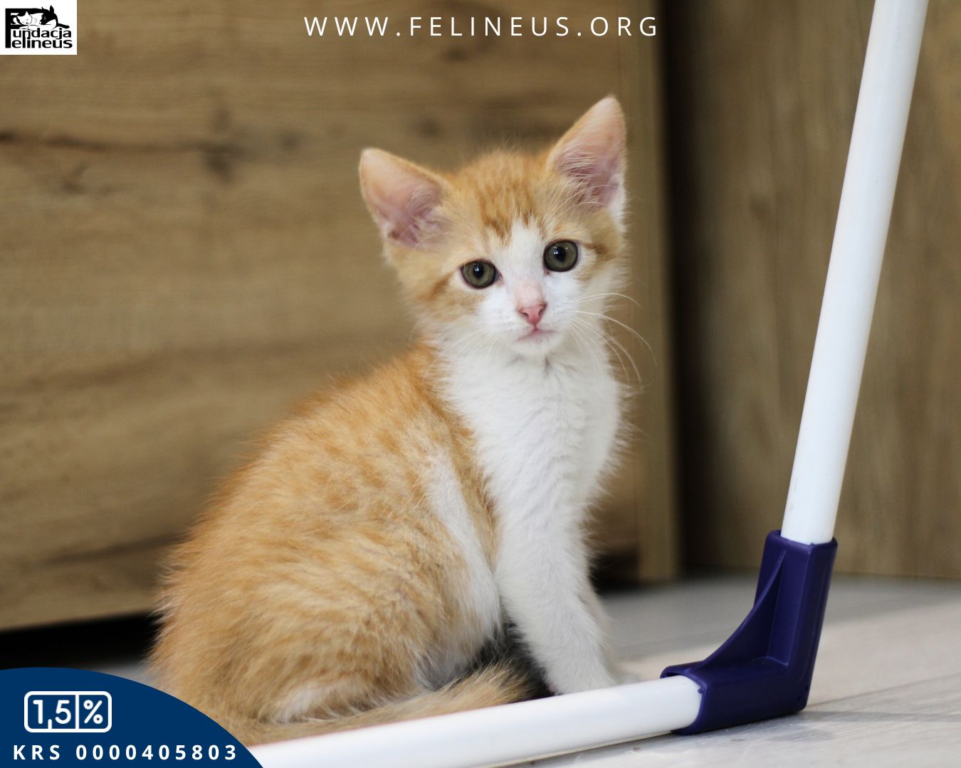 Psy służbowe w KAS Rzeszów. Jak wygląda praca czworonożnych funkcjonariuszy? 4 - Polskie Radio Rzeszów Psy służbowe w KAS Rzeszów. Jak wygląda praca czworonożnych funkcjonariuszy? - Polskie Radio Rzeszów