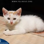 Psy służbowe w KAS Rzeszów. Jak wygląda praca czworonożnych funkcjonariuszy? 3 - Polskie Radio Rzeszów Psy służbowe w KAS Rzeszów. Jak wygląda praca czworonożnych funkcjonariuszy? - Polskie Radio Rzeszów