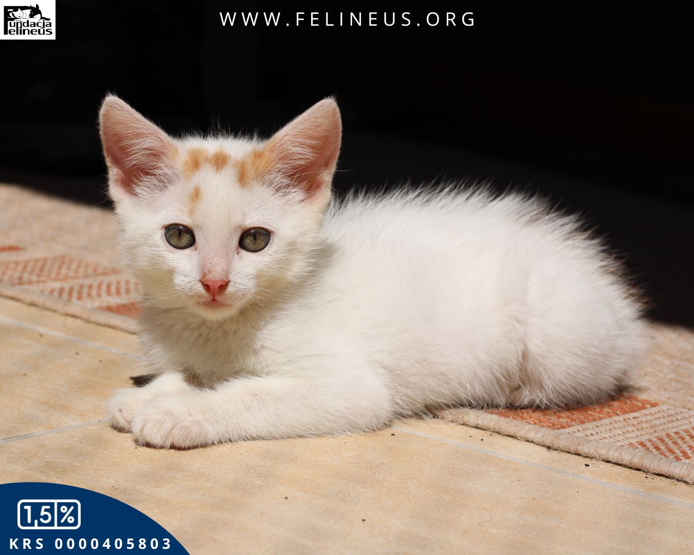 Psy służbowe w KAS Rzeszów. Jak wygląda praca czworonożnych funkcjonariuszy? 3 - Polskie Radio Rzeszów Psy służbowe w KAS Rzeszów. Jak wygląda praca czworonożnych funkcjonariuszy? - Polskie Radio Rzeszów