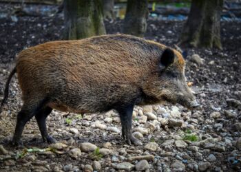 ASF, czyli afrykański pomór świń wykryto w Nowej Sarzynie i powiecie niżańskim