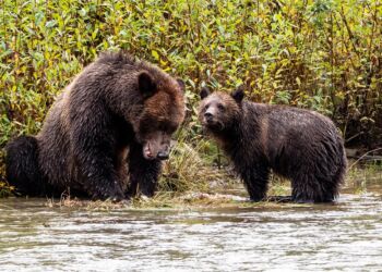 Odstrzał niedźwiedzi to konieczność? Kontrowersje po decyzji GDOŚ